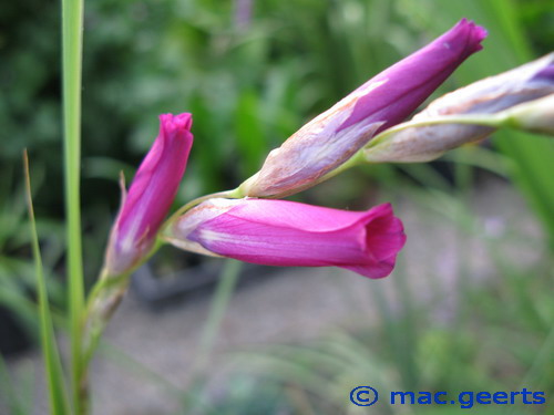 Dierama jucundum